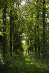 Fototapeta premium Overgrown Pathway In Summer