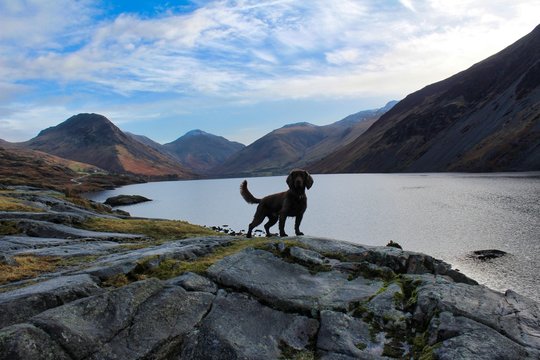Lakes area cheap cocker spaniels