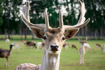 Deers and roe deers walking through a park on a sunny summer day.