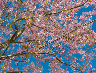 Pink forest of Sakura .Wild Himalayan cherry flowers (Thailand's sakura or Prunus cerasoides)Beautiful pink sakura Flower at phu lom lo Loei, Thailand. Wild Himalayan Cherry., Prunus cerasoides.