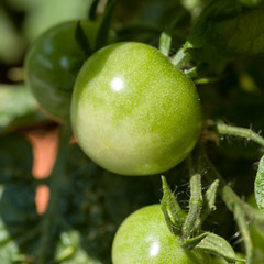 eine noch unreife Tomate am Strauch