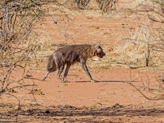 Brown Hyena