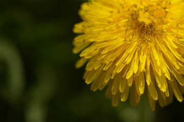 Dandelion