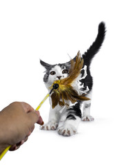 Naughty blue tabby high white harlequin maine coon cat kitten playing / pulling a feather toy, looking in lens isolated on white background