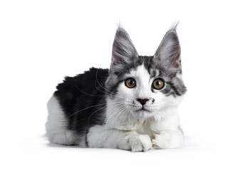 Naughty blue tabby high white harlequin maine coon cat kitten laying down, looking in lens isolated on white background