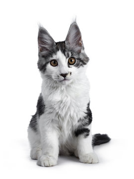 Naughty blue tabby high white harlequin maine coon cat kitten sitting up face front, looking in lens isolated on white background