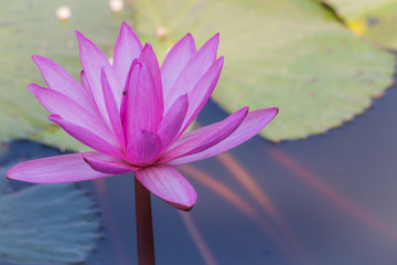 pink lotus flower in the pond nature