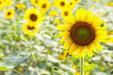 Fresh bright yellow sunflowers in nature