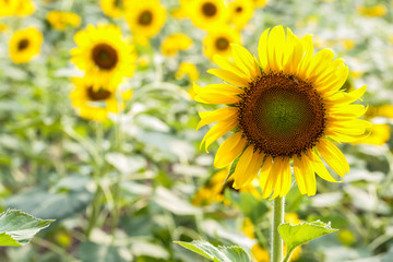 Fototapeta premium Fresh bright yellow sunflowers in nature