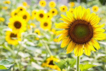 Obraz premium Fresh bright yellow sunflowers in nature