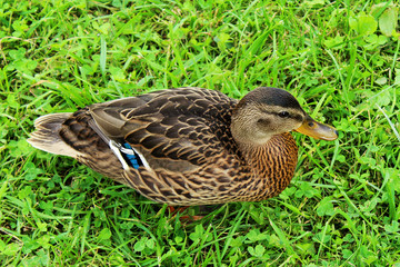 Brown motley duck standing on green grass
