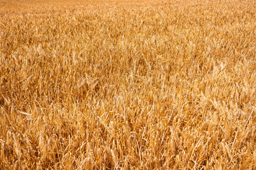 sunny wheat field in the summer