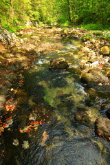 Autumn leaves on rocks, river Kamacnik, Gorski kotar, Croatia