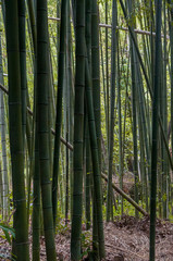 Alrededor de 50 variedades de bambú habitan en el bosque Sagano Arashiyama, algunos superan los 20 metros de altura filtrando la entrada de los rayos de sol.Kioto, Japón
