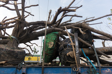 Moving large trees on the truck to the new garden.