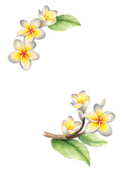 Watercolor illustration of frangipani flowers