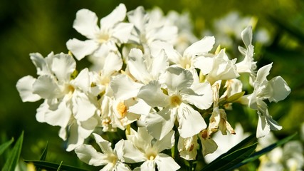 White flowers bush in full springtime blossom.