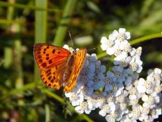 Lycaena virgaureae