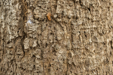 Bark textures