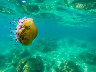 meduza on the costa brava under turquoise blue water © Osvaldo Mussi