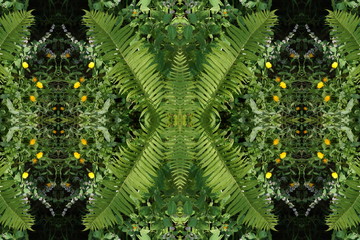 garden of dreams. fern leaves orange yellow white pink flowers of cosmea and calendula. composition of garden flowers