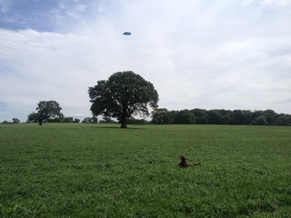 happy brown working cocker spaniel dog catching frisbee in field