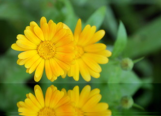 two yellow flowers of calendula reflected in the water