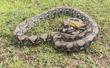 Reticulated python Snake of Borneo on the grass. Python reticulatus.Python molurus is a large nonvenomous python species found in many tropic and subtropic areas of India and Southeast Asia.