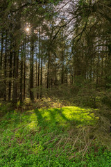 Trees with the sun shining through near Shelve, Shropshire, England, UK