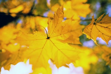 Naklejka na ściany i meble autumn yellow maple leaves against the sky