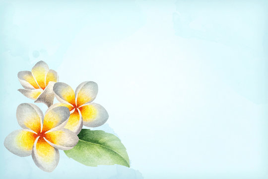 Watercolor illustration of frangipani flowers