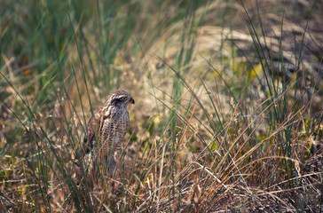 falcon