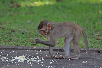 Animal,  a monkey sits on ground,  waits the food from people who see it,  it lives in KUM PHA WA PI park,  at UDONTHANI province THAILAND.