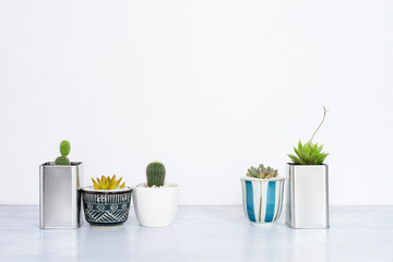 Collection of various cactus and succulent plants in different pots.