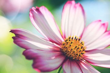 Pink cosmos flower isolated on green blur background.