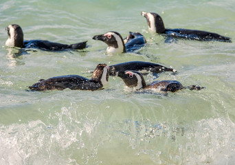 Fototapeta premium African Penguins Swimming