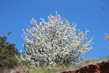 blooming apple tree