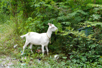 White goat eating plant