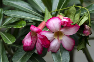 Adenium