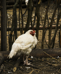 Agriculture, the concept of agriculture. Close-up of chicken on the ground on the farm. Chicken on the background of the fence. Vintage.
