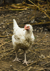 Agriculture, farming concept. Close-up of chicken on the ground on the farm.