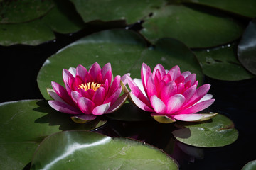 Pink waterlily (Nymphaea alba)