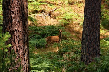 Corzo mirando a la cámara en bosque de pinos, enmarcado entre dos troncos.