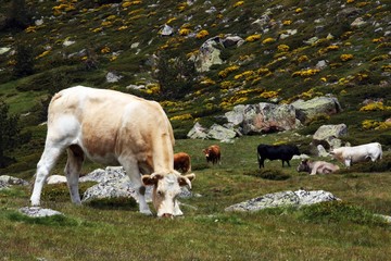 Vacas pastando en pastizal verde de alta montaña.