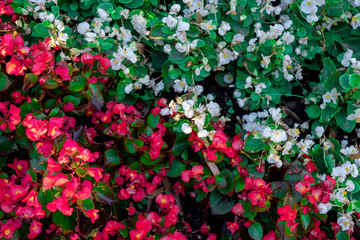 Field of red flowers. Alexandria Park in the center of Moscow. Summer. 