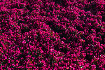 Obraz premium Field of red flowers. Alexandria Park in the center of Moscow. Summer. Background