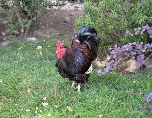 A cockerel
