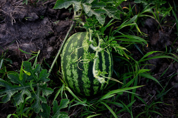Cultivation of watermelons on the field