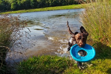 Brown chocolate working cocker spaniel playing outdoors with frisbee running through lake water