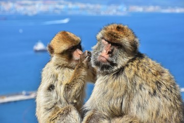 Monkeys of Gibraltar
